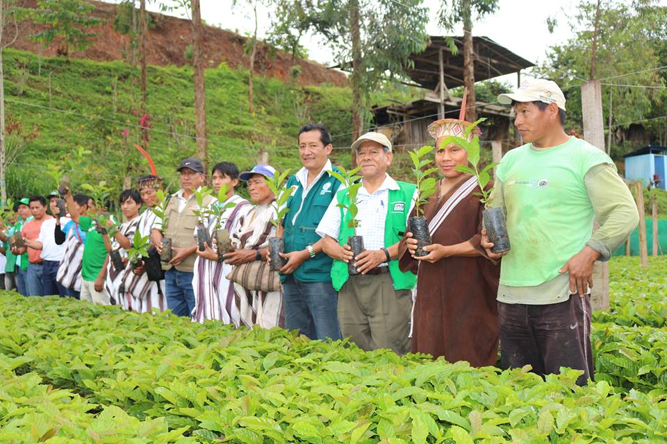 Vraem Inia Donó 150 Mil Plantones De Café A Comunidades Nativas Asháninkas 4267